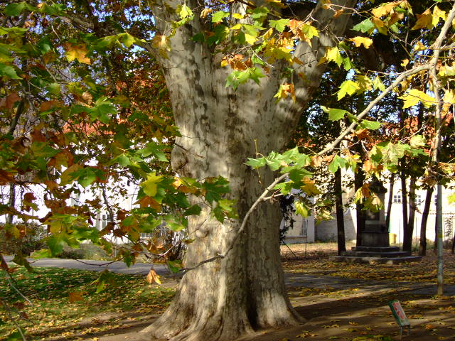 144-32-2008_11162008PrahaSumna0018.JPG