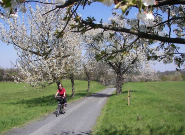 Autor: Iva Bergerová 256-12-05xMartaxvxkvetoucixaleji.JPG