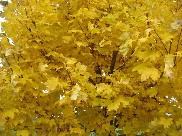 367-92-28.10.2011xxVsetatyxxxxMBx015.jpg