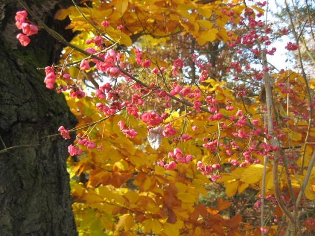 368-92-6.11.2011xxxxxKokorinskox023.jpg