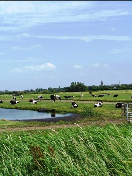 381-77-holandsko1.jpg