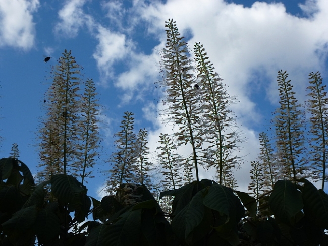421-156-P1090295.JPG