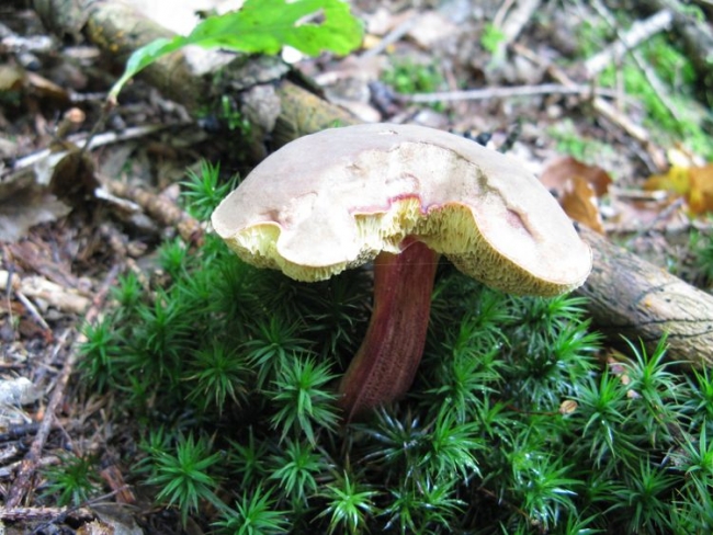 435-12-05xUrodiloxse.JPG