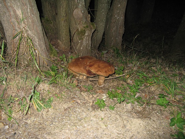 507-142-IMG_2263.JPG