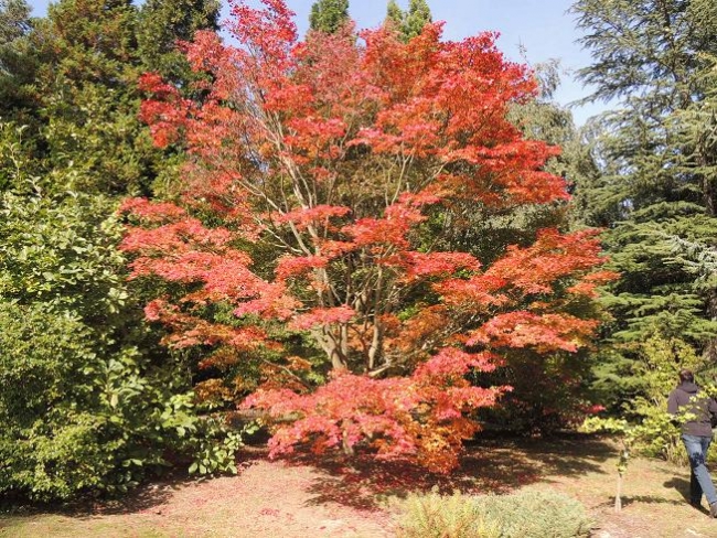 517-92-5.10.2013xxArboretumxuxKostelcexnadxCernymixlesyx003.jpg