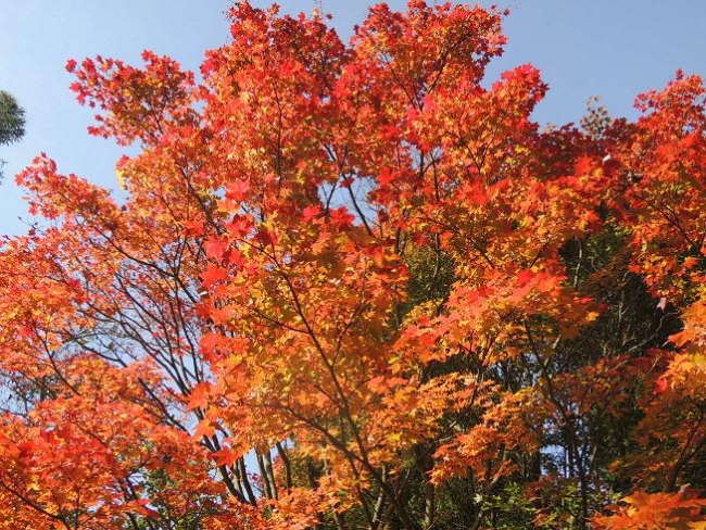 517-92-5.10.2013xxArboretumxuxKostelcexnadxCernymixlesyx006.jpg