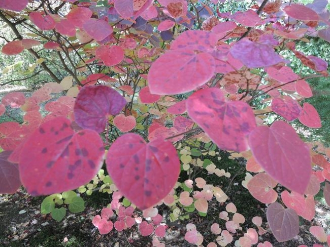 517-92-5.10.2013xxArboretumxuxKostelcexnadxCernymixlesyx008.jpg