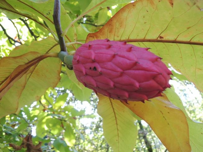 517-92-5.10.2013xxArboretumxuxKostelcexnadxCernymixlesyx013.jpg