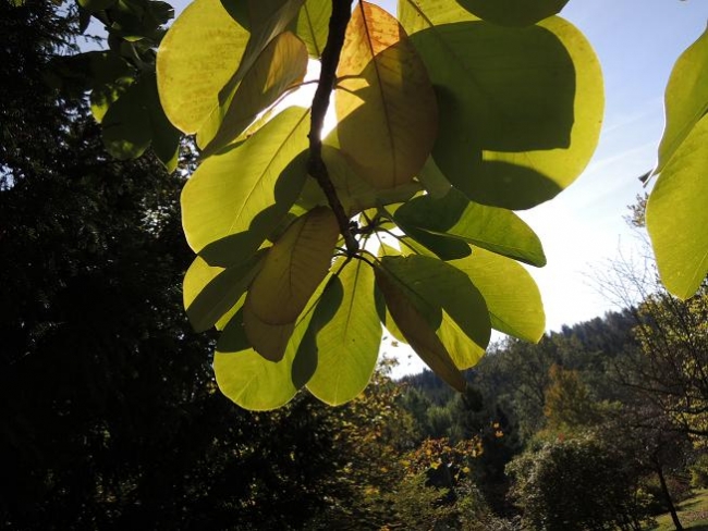 517-92-5.10.2013xxArboretumxuxKostelcexnadxCernymixlesyx017.jpg