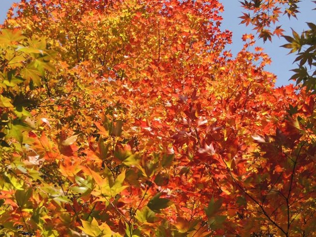 517-92-5.10.2013xxArboretumxuxKostelcexnadxCernymixlesyx019.jpg